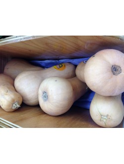 Fresh BUTTER SQUASH $/Lb