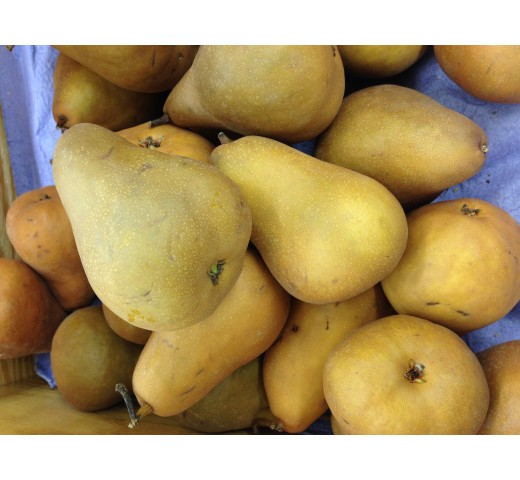 Fresh BROWN PEAR $/Lb