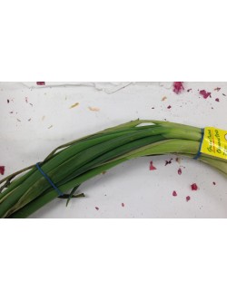 Organic Fresh Green Onions